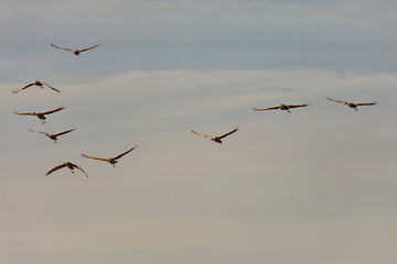 Obraz premium Sandhill Cranes arriving at a communal roost at dusk.