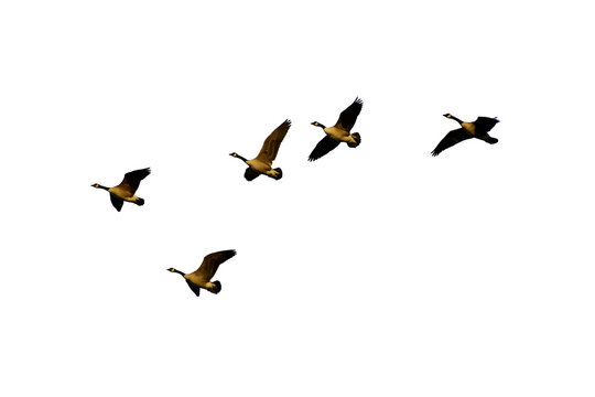 a flock of Canadian geese flying in a V formation Isolated on transparent background&nbsp;