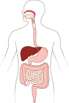 Human Digestive System Anatomical Medical Vector Illustration