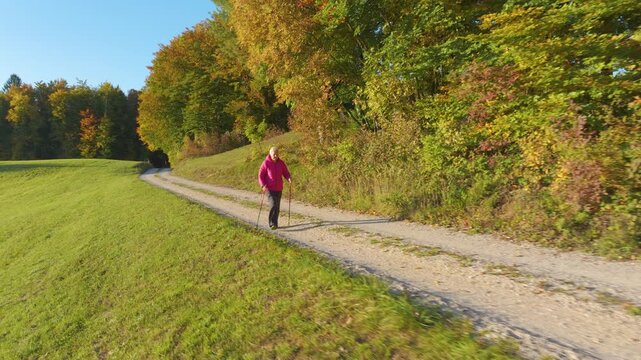 AERIAL, LENS FLARE: Elderly lady hikes with walking poles along gravel country road through rolling green hills and colorful autumn woodland. Healthy aging, mobility and outdoor recreation in Slovenia