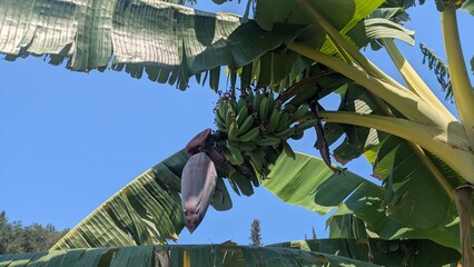 Banana tree on Corfu © Benjamin