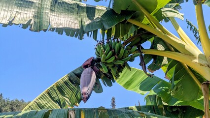 Banana tree on Corfu © Benjamin