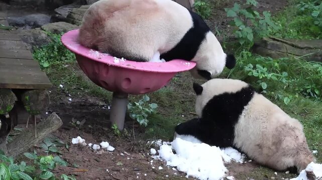 Mother Panda and her cub, Hao Qi and Qi Ying , Playing with Ice , Chongqing, China