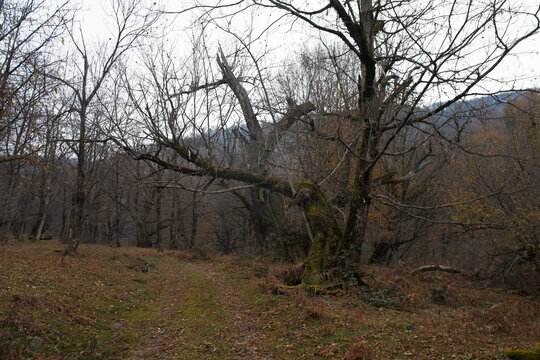 Landscape with beautiful fog in forest on hill or Trail through a mysterious winter forest with autumn leaves on the ground. Road through a winter forest. Magical atmosphere. Azerbaijan nature