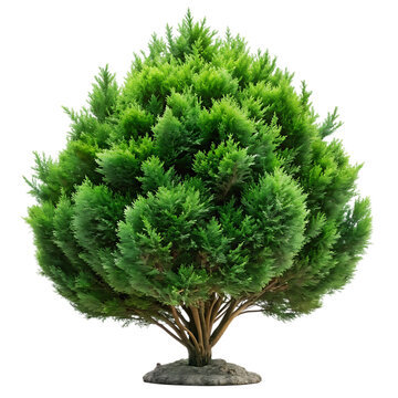 Small green bush on rock against black background plant