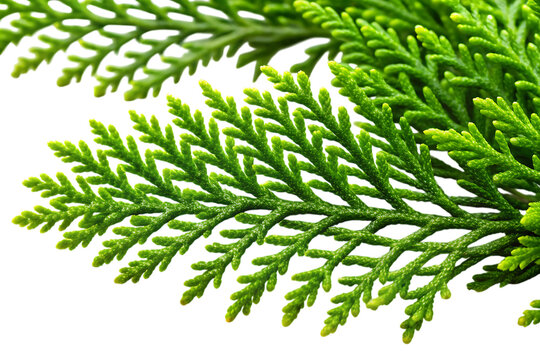 Green coniferous tree branch on black background leaves