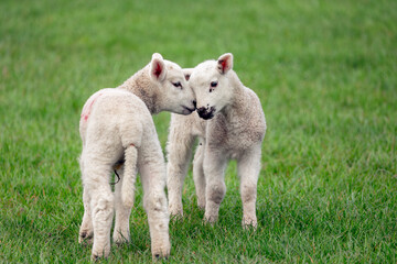 Obraz premium Lambing time in the Yorkshire Dales, UK, with two very young lambs in lush green meadow. the two lambs are snuggling up to each other's face. Facing front. Horizontal. Copy space