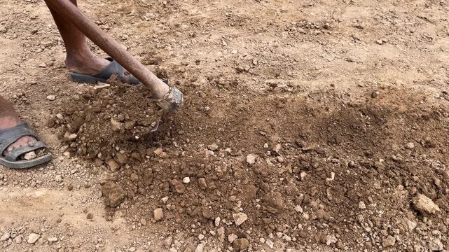 Indian farmer tilling and leveling the soil with a hoe for agriculture preparation
