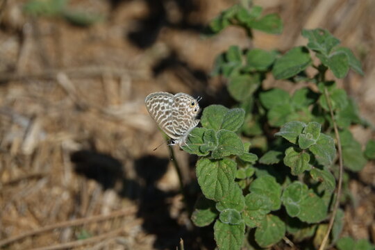 the Langs short tailed blue butterfly (Leptotes pirithous)