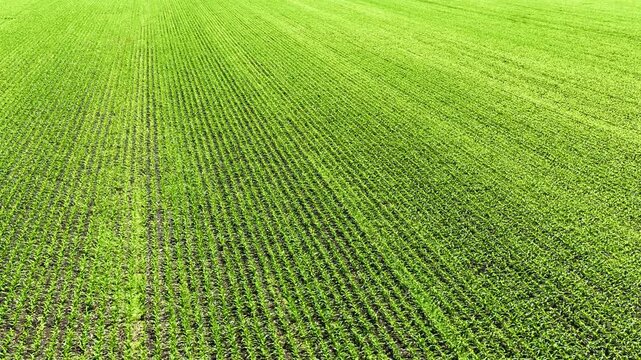 High-angle full frame shot of neat rows of vibrant green young crops growing on a vast agricultural field during daytime.