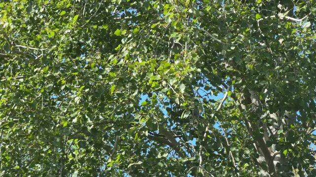 Green tree in the wind, video with rustling leaves sound.