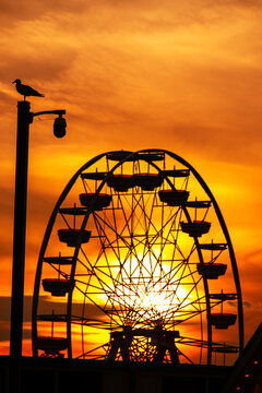 A sunset behind a Ferris wheel with a security camera in the foreground, with a seagull on top of it 