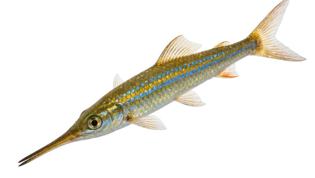 Long-snouted needlefish with golden and blue stripes, isolated on transparent background