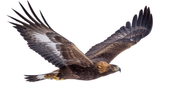 Majestic golden eagle with spread wings in flight, isolated on transparent background