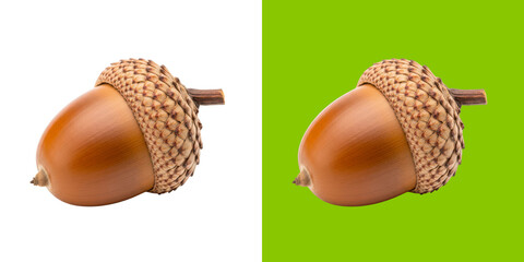 Single brown acorn nut from an oak tree with detailed textured cap © Habib