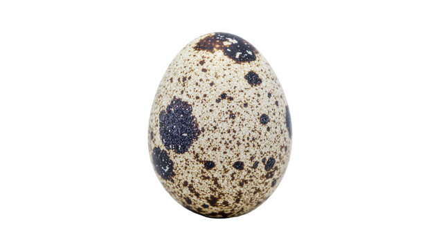 Speckled quail egg with brown and black spots, isolated on transparent background