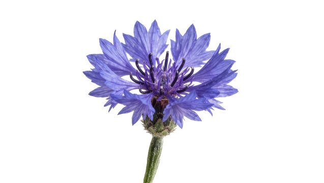 Single blue cornflower bloom with delicate petals, isolated on transparent background