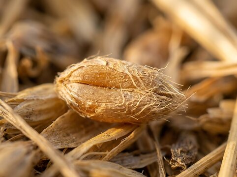 Extreme close up of a single grain of wheat seed resting inside dry straw chaff with cereal crop