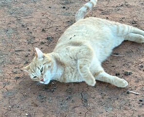 Cat on the desert © GEANELLAALEJANDRA