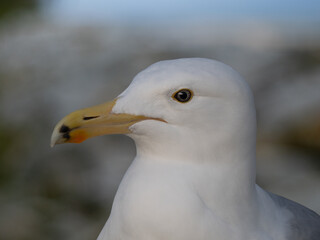 Profile portrait of a seagull head on a blurred background. © fotomaster