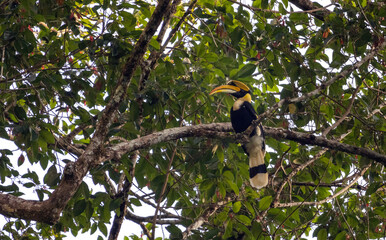Great Hornbill in a Rainforest Tree © Kaitlind