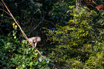 Long-Tailed Macaque on a Hanging Vine © Kaitlind