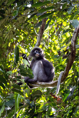 Dusky Langur Perched on a Branch © Kaitlind