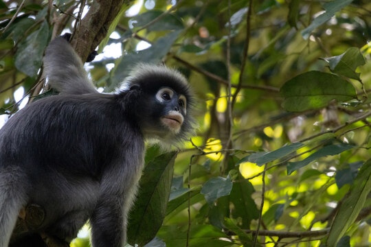 Dusky Langur Looking Up in the Canopy