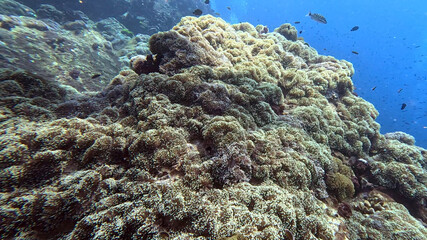 Reef Completely Carpeted in Sea Anemones at Richelieu Rock © Kaitlind
