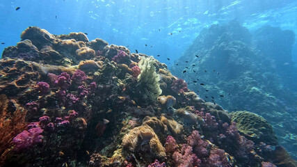 Pink Soft Corals and a Feather Star on the Reef at Richelieu Rock © Kaitlind