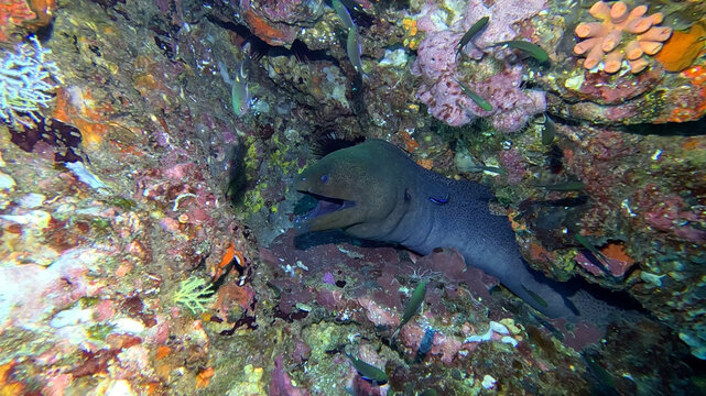 Giant Moray Resting in a Colourful Encrusted Reef Crevice