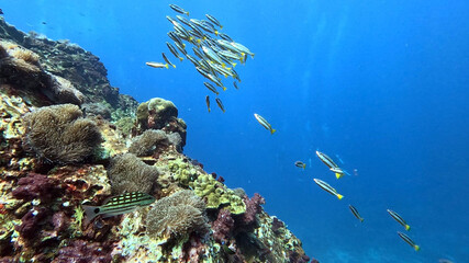 Fusiliers Over the Reef Edge Dropping into Blue Water © Kaitlind