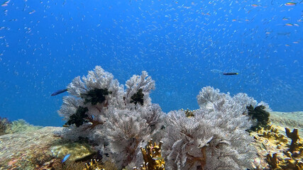 Pale Gorgonian Sea Fans Beneath a Cloud of Baitfish © Kaitlind