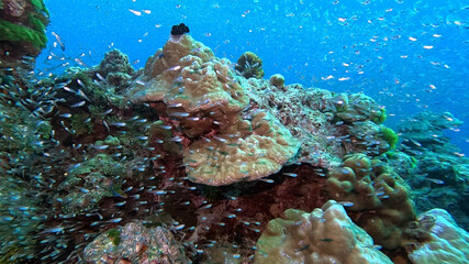Coral Bommie Swarmed by Glassfish at Koh Tachai Reef © Kaitlind