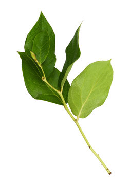 Closeup of fresh twig of salal with green leaves isolated on white or transparent background.