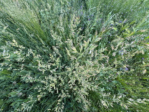 Poa pratensis, commonly known as Kentucky bluegrass, featuring dense green turf grass clusters with delicate flowering seed heads blooming in a wild meadow.