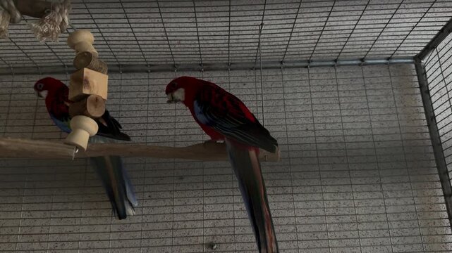 Eastern rosella Platycercus eximius parrots perch in an aviary cage, showing red plumage and white cheeks. Colorful birds, exotic pets, captive wildlife, aviculture, parrot care and bird keeping home.