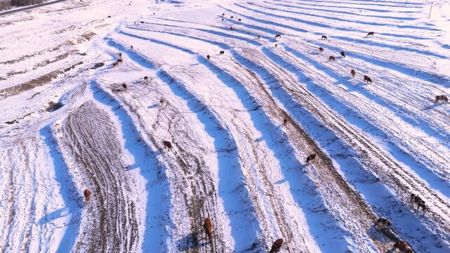 Aerial View of Cattle Grazing on Snow-Covered Terraced Field in Winter