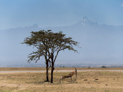 East Africa, Kenya, Mount kenya Thomson's gazelle
