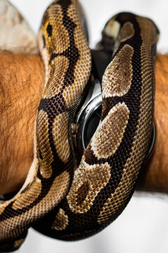 A ball python wrapped around a human hand. Ball python on a human hand. Handling snakes