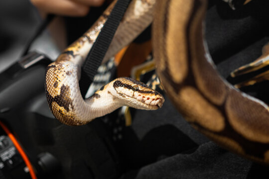 A ball python wrapped around a camera. A ball python. Handling snakes
