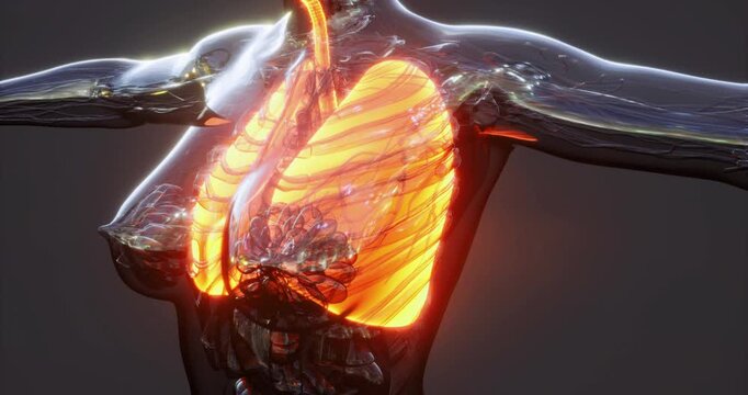 Detailed illustration showcasing the anatomy of human lungs. Highlighting structures such as bronchi, alveoli, and blood vessels, emphasizing their role in gas exchange and respiration.