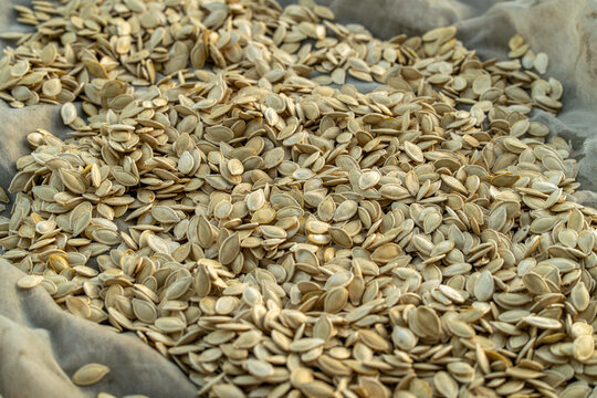 Large pile of pumpkin seeds rests in soft sided container, with pale shells overlapping in varied directions. These oval seeds have dry, natural texture and appear sorted for storage or cooking.