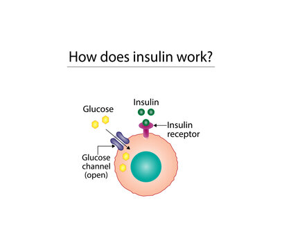 Insulin mechanism of action, regulates glucose metabolism and glucose blood level. Insulin is the key that unlocks glucose channel. Insulin resistance. Vector illustration.