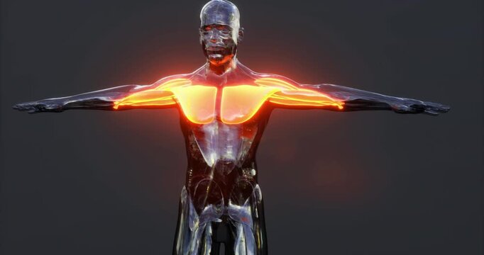 A three dimensional representation of a human figure showcases the intricate anatomy of muscles.