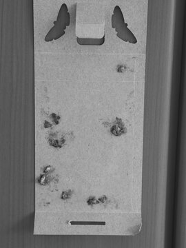 sticky pheromone moth trap with trapped insects