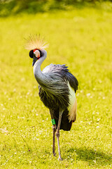 Obraz premium Balearica pavonina, black crowned crane, standing on the grass on a sunny summer day