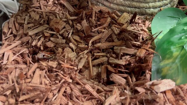 Small corn snake head peeking out from wood chip substrate in terrarium