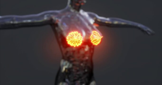 The anatomy of human mammary glands highlighting their structure and biological function, aimed at understanding their role in human physiology.