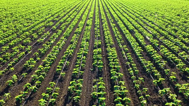 Lush green vegetable seedlings grow in neat parallel rows under bright daylight, capturing modern agricultural cultivation from a high angle view.